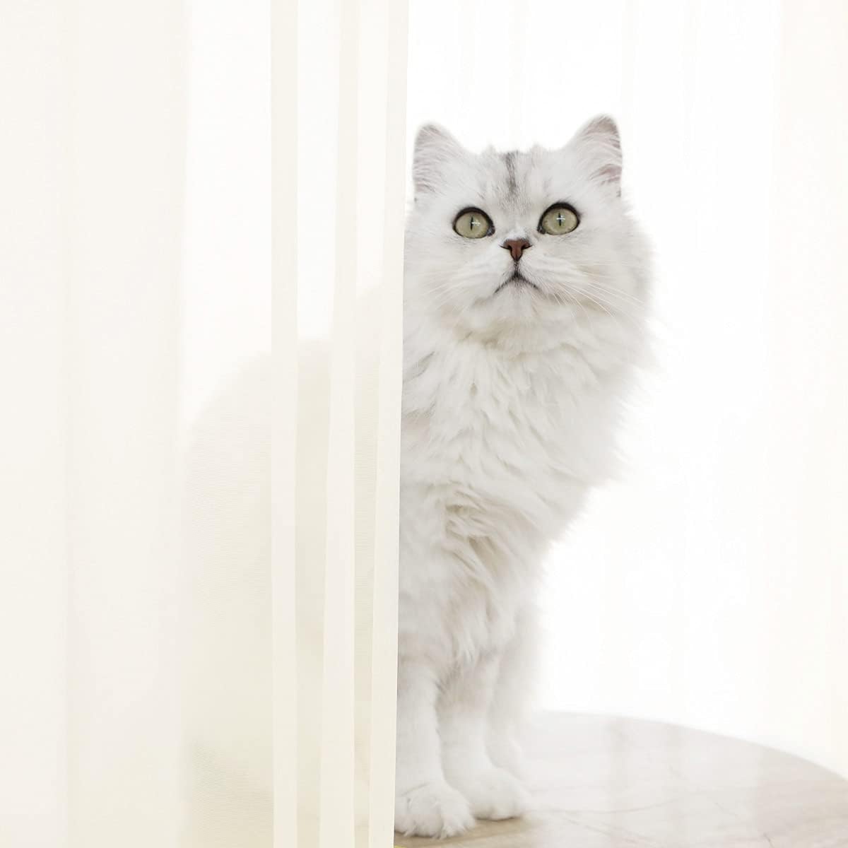 Window Beige Sheer Curtains 60 Inches Width 84 Inches Long 2 Panels Sheer Curtains Clear Curtains Basic Rod Pocket Panel for Home/Living Room/Bedroom/Kids Room