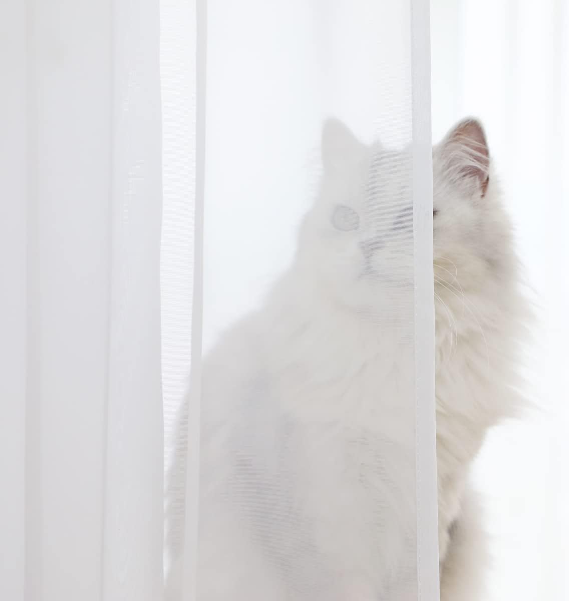 Window White Sheer Curtains 160 Inches Long 2 Panels Sheer White Curtains Basic Rod Pocket Panel for Bedroom Children Living Room Yard Kitchen (White, 52" W x 160" L | 2 pcs)