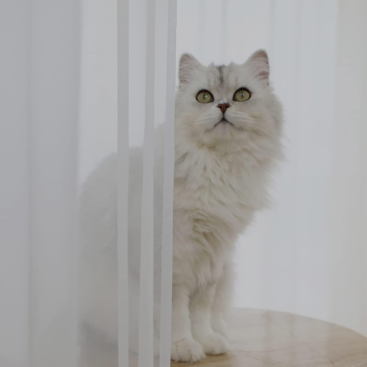 Window Ivory Sheer Curtains 60 Inches Width 120 Inches Long 2 Panels Sheer Curtains Clear Curtains Basic Rod Pocket Panel for Home/Living Room/Bedroom/Kids Room