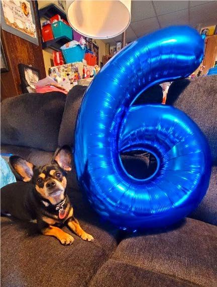 Giant Navy Blue 26 Balloon Number 40 Inch, 26 Number Balloons Birthday Supplies, 26 Year Old Birthday Party Celebration, 26 Balloons Graduations Anniversary Decorations