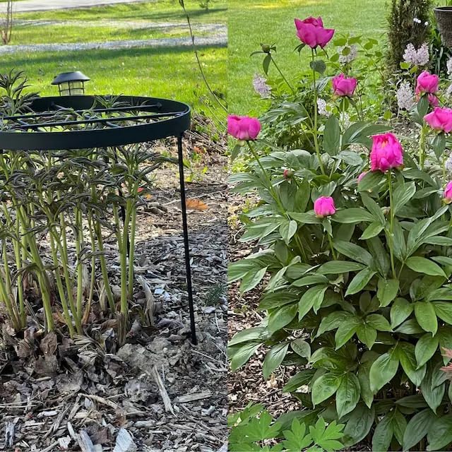 Large Peony Cages and Supports 18.9"x23.6" - Durable Round Garden Flower Rings | Tall Plant Support Stakes for Outdoor Peonies | Enhances Peony Planting Success with Secure Grounding