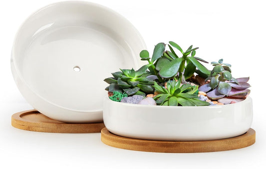 ZOUTOG Succulent Pots,6 Inch Succulent Planters with Drainage and Tray,White Ceramic Planters for Indoor Plants,Round Shallow Flower Plant Pots,Pack of 2