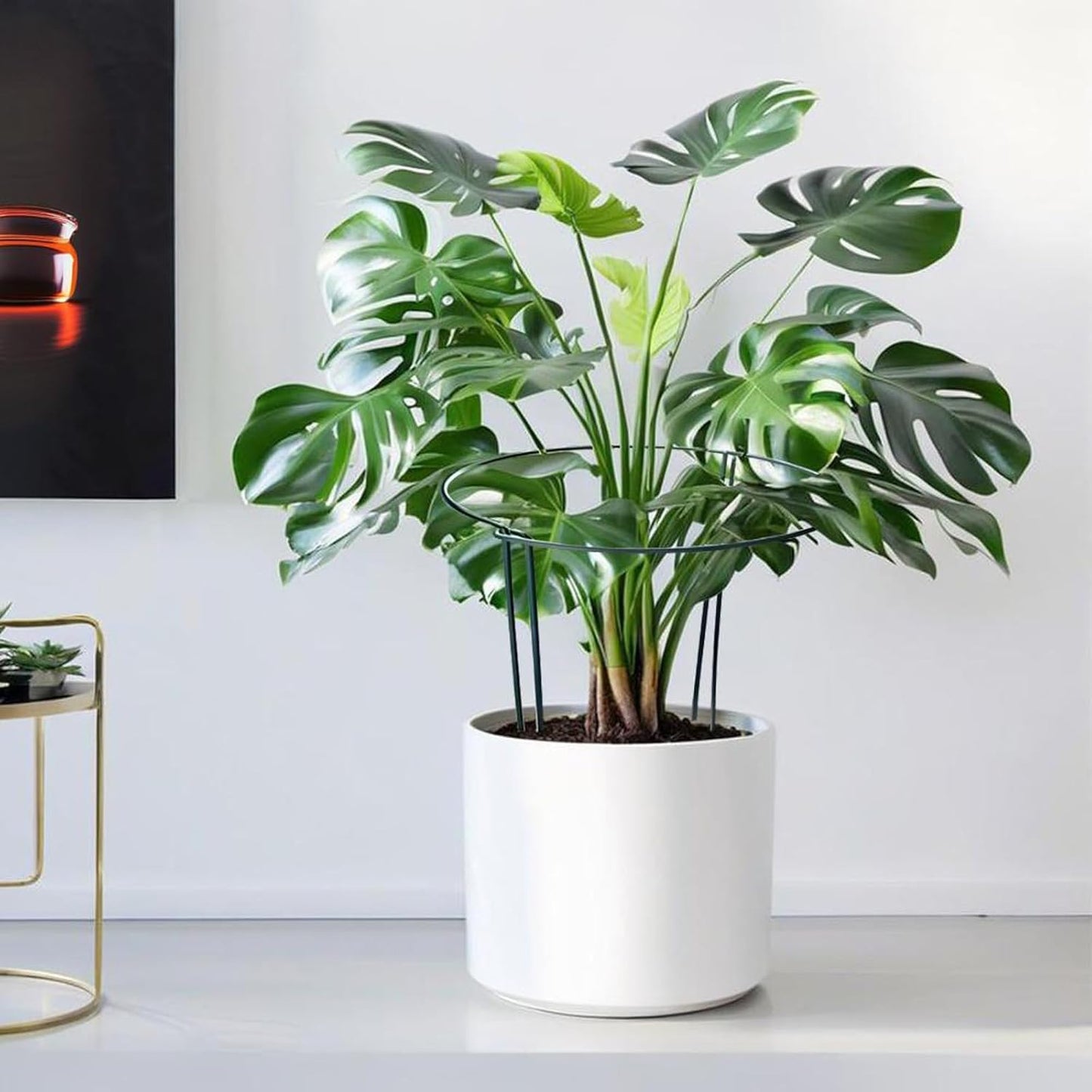 12 Pack Tall Snake Plant Support Stakes, 10" W x 24" H Half Round Peony Cages and Supports for Indoor and Outdoor Plants, Plant Cage Ring Support for Flower,Hydrangea, Peony, Tomato, Rose Bush