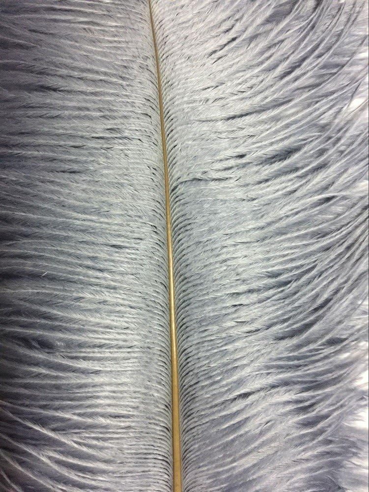 KOLIGHT® 40pcs 12''~14''(30~35cm) Natural Ostrich Feathers for DIY Home Wedding Party Office Decoration (Gray)