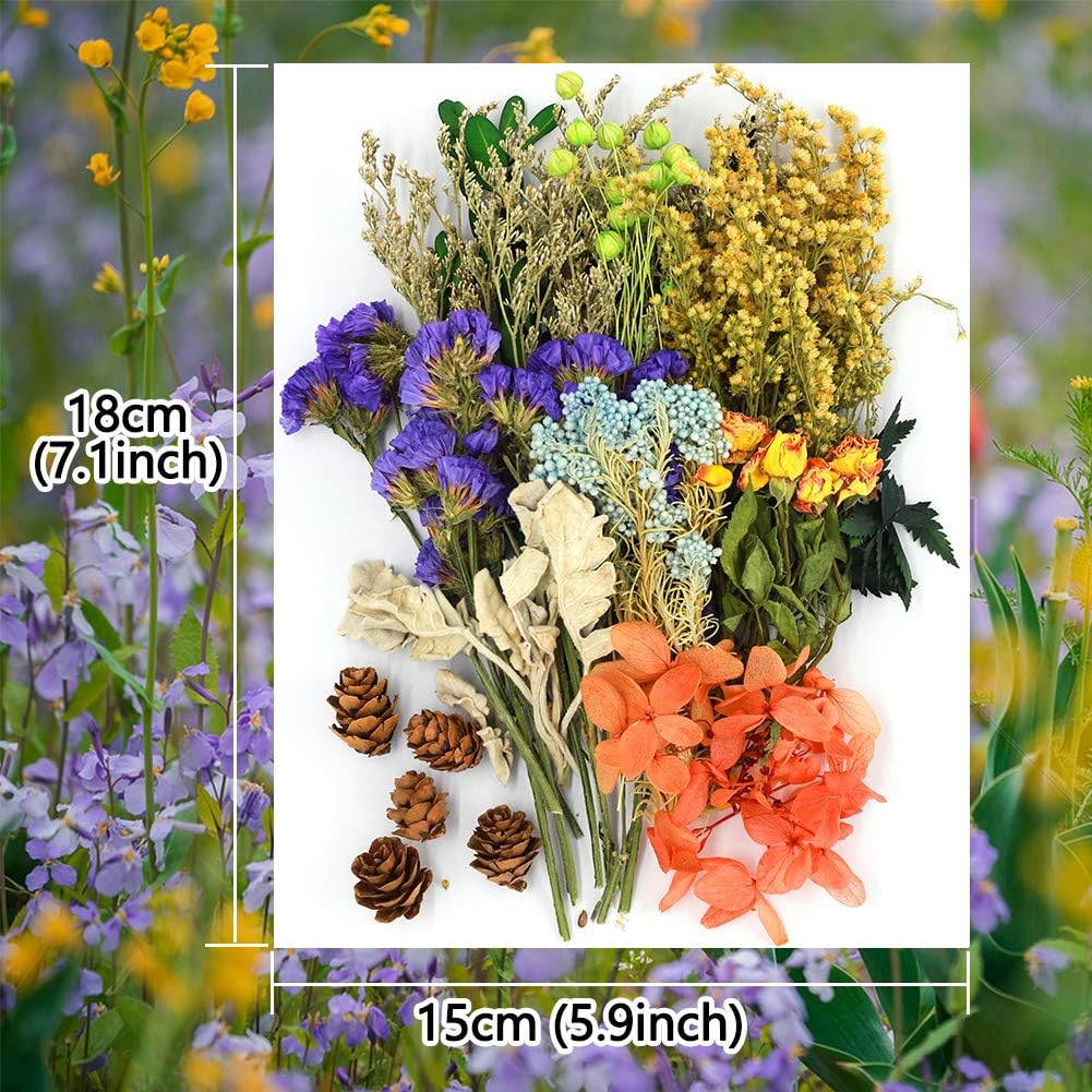 Vignee Real Dried Pressed Leaf Flowers-Multiple Colorful Pressed Flowers Daisies for Craft Resin Jewelry Making Art Craft DIY（Violet+Green）