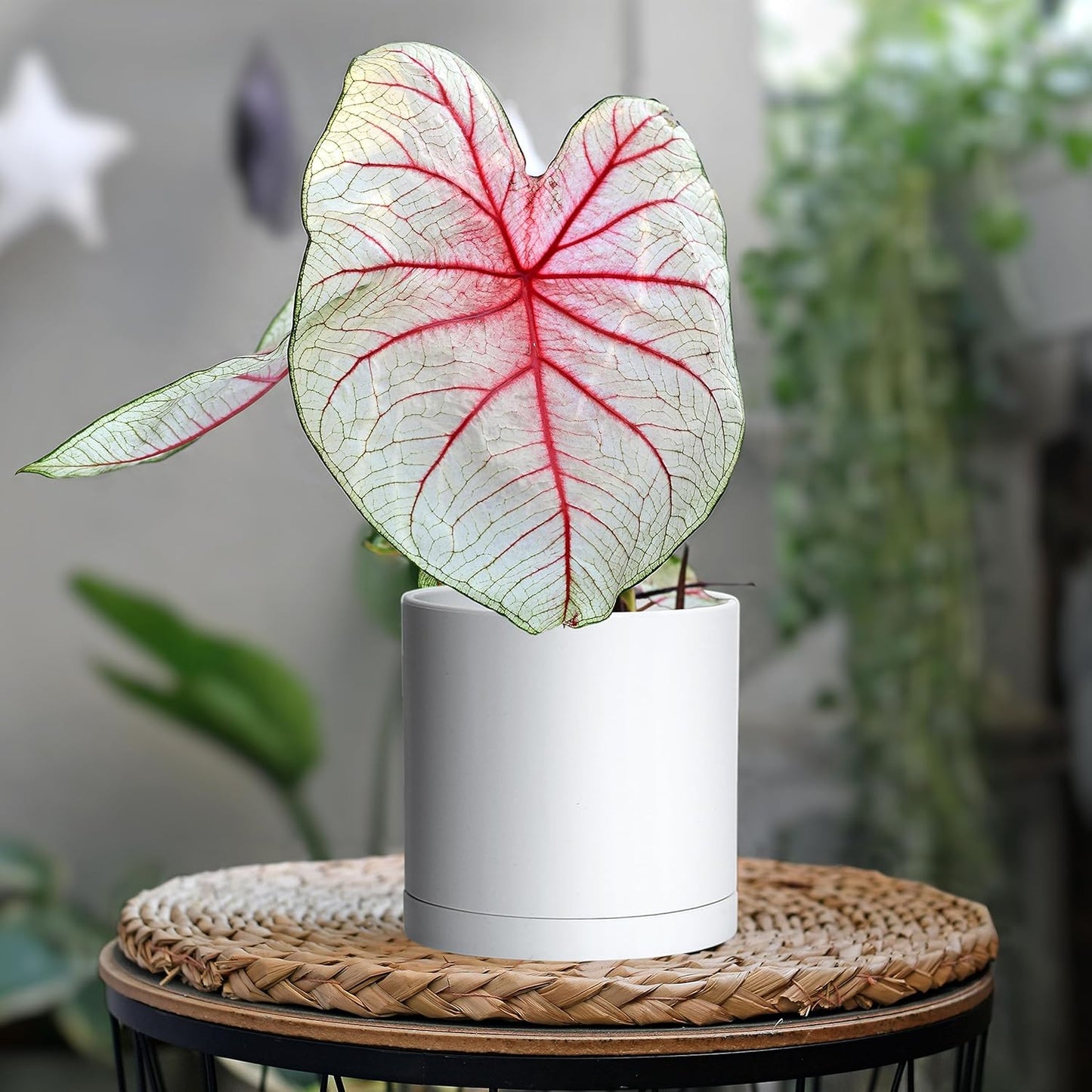 D'vine Dev 4 Pack 5.5 Inch Modern Plastic Plant Pots, Small Garden Planters for Plant with Drainage Holes and Saucers, White Color, 74-Z-H-2