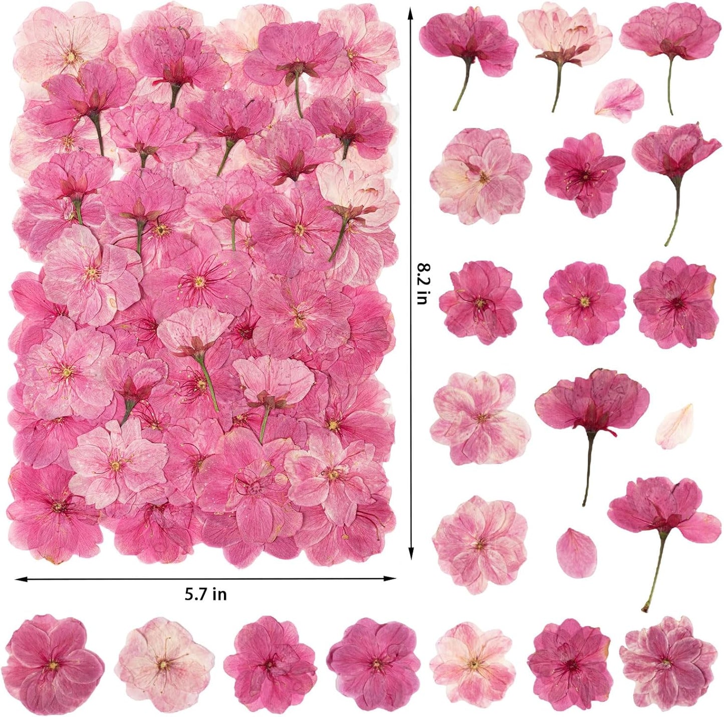 101 PCS Pressed Cherry Blossom for Crafts, Pink Dried Pressed Flowers for Resin DIY Jewelry Making Cake Card Scrapbook Decor, Dried Sakura Flowers for Soap Candle Making