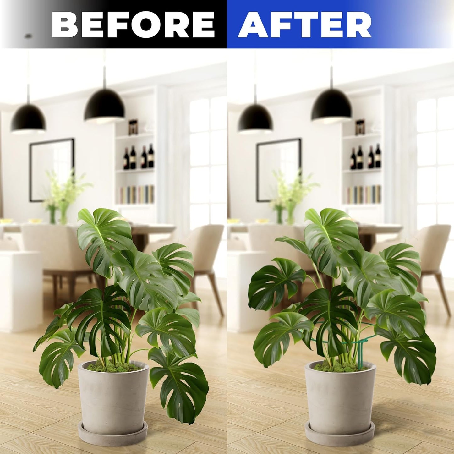 Tall Plant Support Stakes for Indoor and Outdoor - Peony Cages and Supports - Plant Cage Ring for Potted Flower - Peony, Tomato, Hydrangea, Rose Bush 10" W x 16" H (6 Pack)