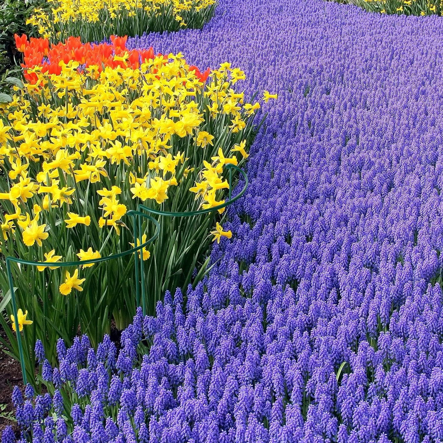 HiGift 10 Pack Peony Cages and Supports, 10" (W) x 16"(H) Plant Support, Heavy Duty Metal Plant Support Stake for Indoor Plants Half Round Garden Stakes Plant Support Ring for Hydrangea,Flower Outdoor